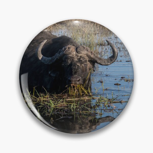 Item preview, Cape buffalo standing in Chobe River water with reflection, Botswana designed and sold by JoSowden.