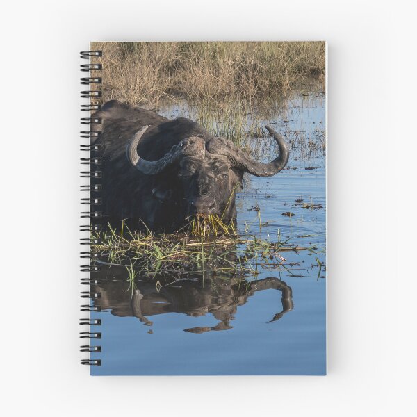 Item preview, Cape buffalo standing in Chobe River water with reflection, Botswana designed and sold by JoSowden.