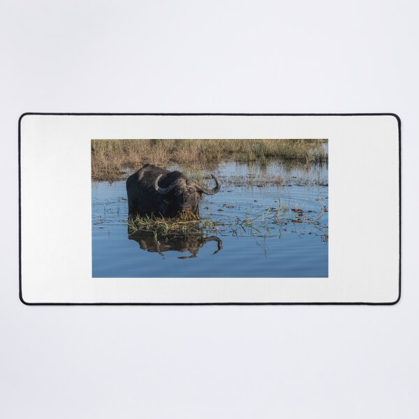 Item preview, Cape buffalo standing in Chobe River water with reflection, Botswana designed and sold by JoSowden.