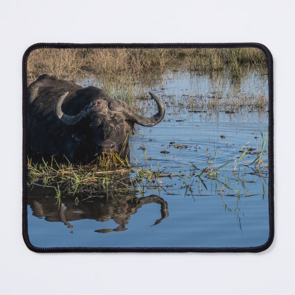 Item preview, Cape buffalo standing in Chobe River water with reflection, Botswana designed and sold by JoSowden.