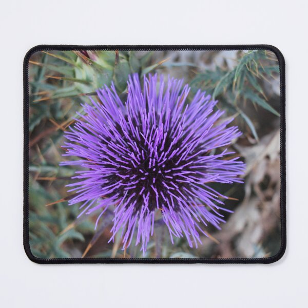 Item preview, Close-Up Of Purple Thistle Flower With Spiky Leaves And Dry Background Botanical Study designed and sold by Nmallia.
