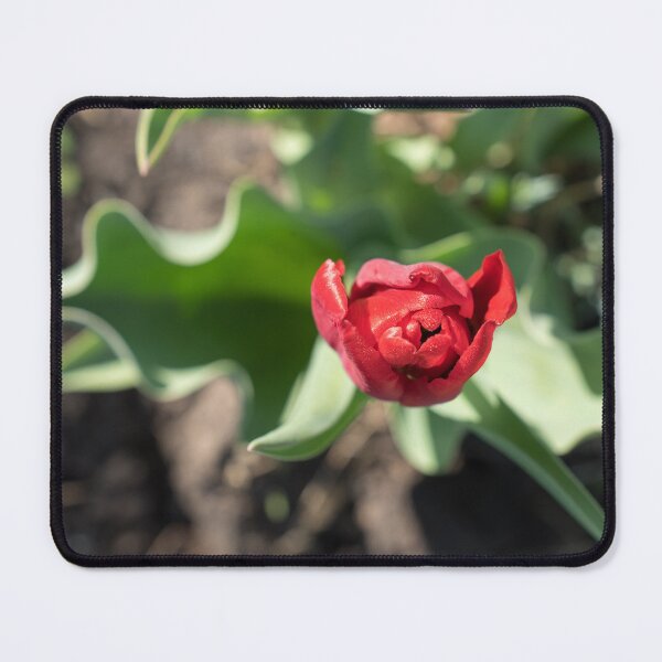 Item preview, Dewy Red Tulip with Curly Leaves designed and sold by Georgia Mizuleva.