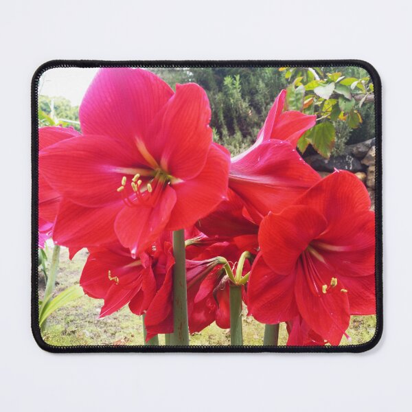 Item preview, red amaryllis designed and sold by birgitsfotoshop.