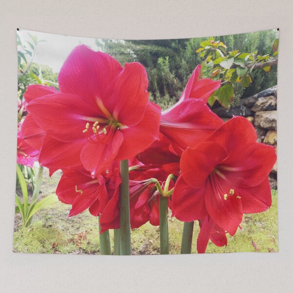 Item preview, amarilis roja designed and sold by birgitsfotoshop.