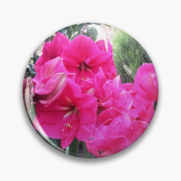 Aperçu de l'œuvre Amaryllis rose créée et vendue par birgitsfotoshop.