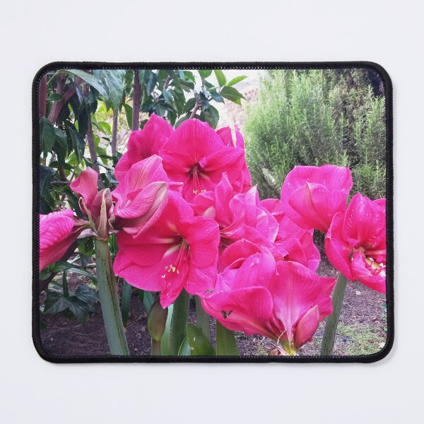 Aperçu de l'œuvre Amaryllis rose créée et vendue par birgitsfotoshop.
