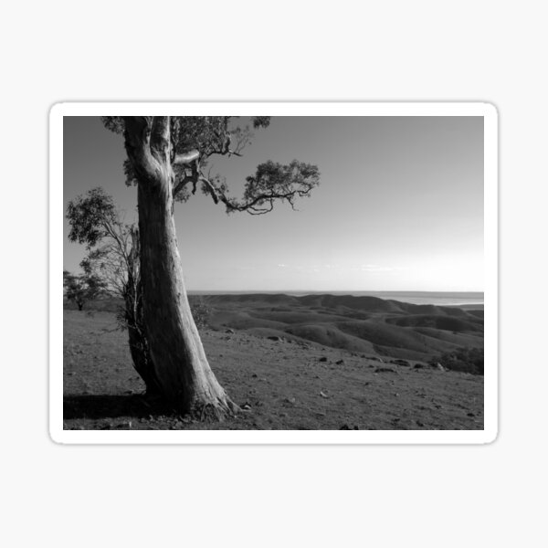 Vista previa del artículo con la obra «Scary Tree - Hancock's Lookout», diseñado y vendido por Ben Loveday.