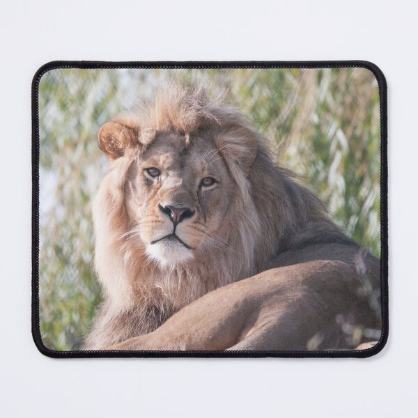 Item preview, Lion Photography  designed and sold by NatashaBalletta.