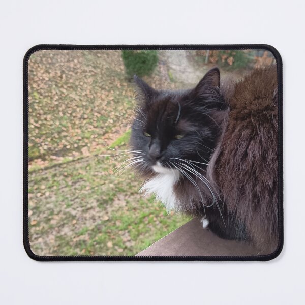 Item preview, Majestic Black and White Fluffy Cat designed and sold by PhuongVoArt.