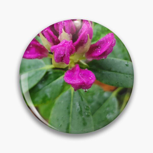 Item preview, Rhododendron Blooming designed and sold by Rosebughive Photography.