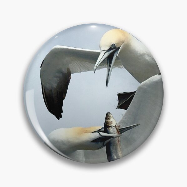 Item preview, Dramatic image of two Gannets fighting over a fish in mid air  designed and sold by Tony Skerl.