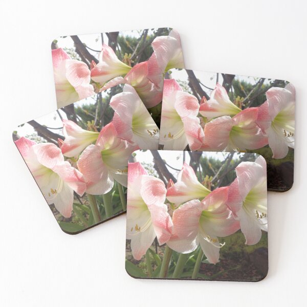 Item preview, white-pink amaryllis designed and sold by birgitsfotoshop.