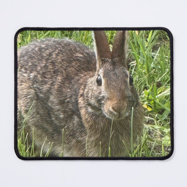 Item preview, Bunny designed and sold by Junipurr’s Corner .