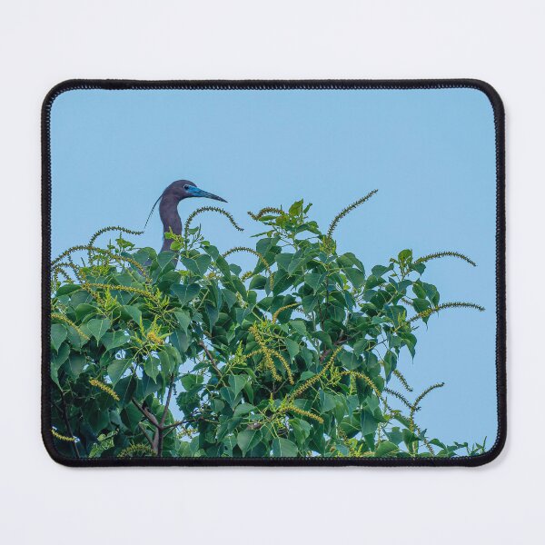 Item preview, Little Blue Heron Atop a Tree designed and sold by Pondside-Pics.