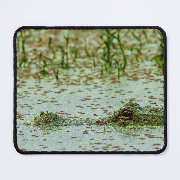 Item preview, Algae-Covered Juvenile American Alligator designed and sold by Pondside-Pics.