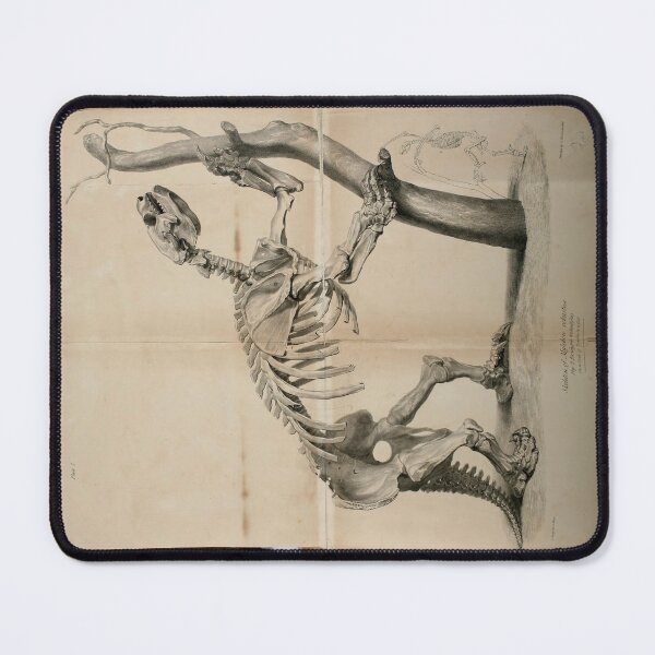 Item preview, Extinct Giant Sloth Skeleton by Richard Owen designed and sold by Amanda1775.
