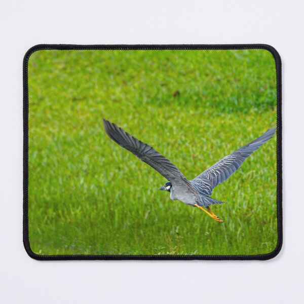 Item preview, Yellow-Crowned Night Heron Flying Over Grass designed and sold by Pondside-Pics.