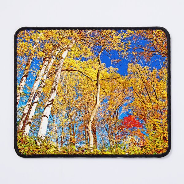 Item preview, Deciduous Forest Canopy, Autumn, Southeastern Pennsylvania designed and sold by AMacGPhilly.