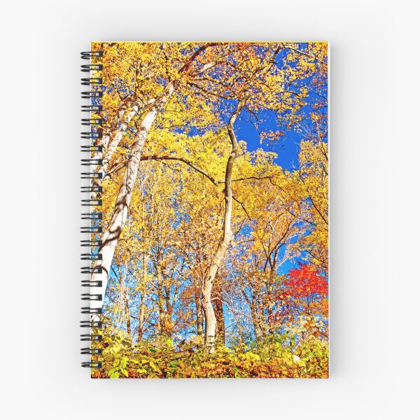 Item preview, Deciduous Forest Canopy, Autumn, Southeastern Pennsylvania designed and sold by AMacGPhilly.