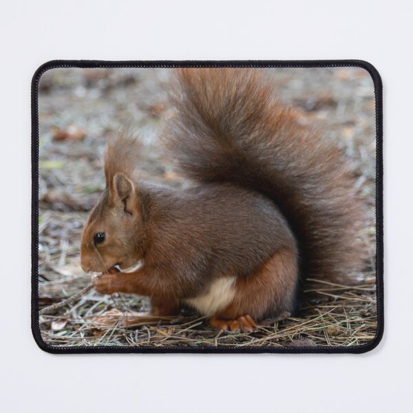Item preview, A squirrel is sitting on the ground, eating something. designed and sold by elopezstock.