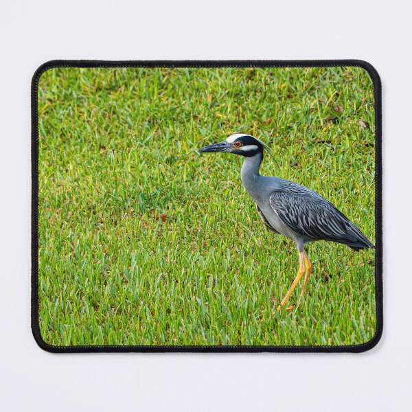 Item preview, Yellow-Crowned Night Heron in Short Grass designed and sold by Pondside-Pics.