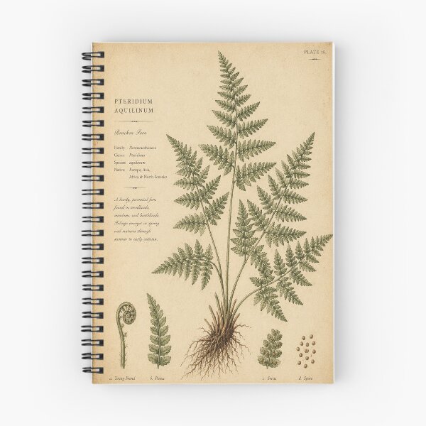 Item preview, Vintage Bracken Fern Botanical Illustration | Antique Nature Print | Pteridium Aquilinum Wall Art designed and sold by Oraibi.