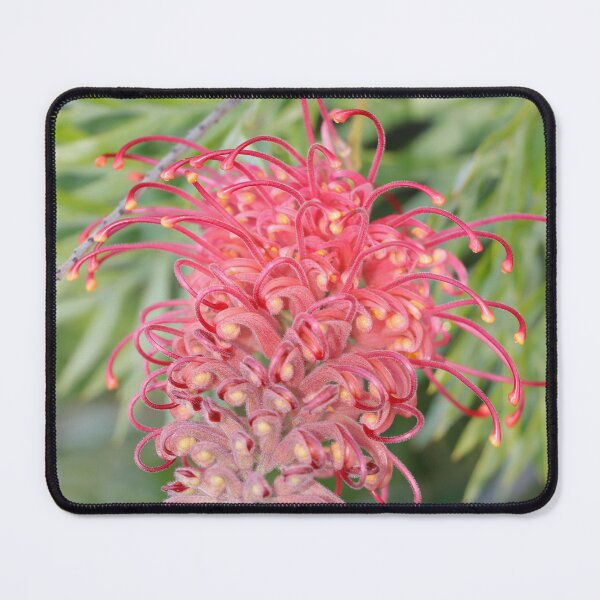 Item preview, Flower (Grevillea banksii) designed and sold by Anthony's  images.