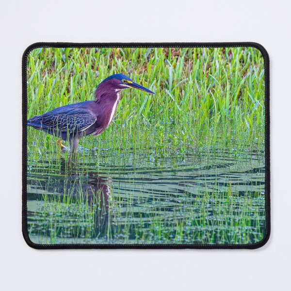Item preview, Green Heron Hunting in the Overfilled Canal designed and sold by Pondside-Pics.