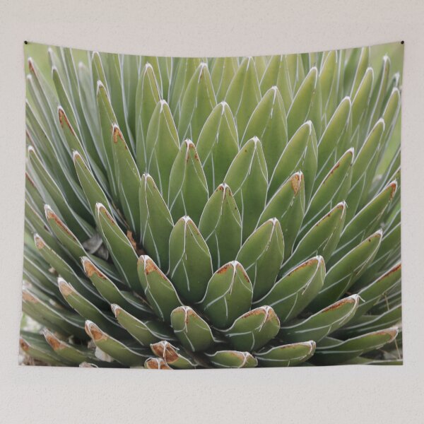 Item preview, Agave (Queen Victoria Agave)  designed and sold by Anthony's  images.