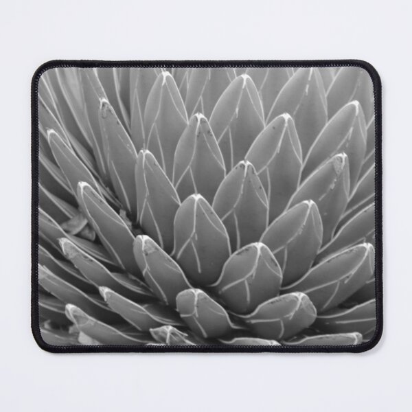 Item preview, Agave (Queen Victoria Agave) designed and sold by Anthony's images.