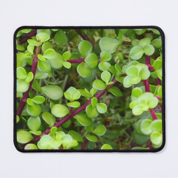 Item preview, Jade - Crassula Ovata  designed and sold by Anthony's  images.