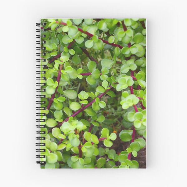 Item preview, Jade - Crassula Ovata  designed and sold by Anthony's  images.