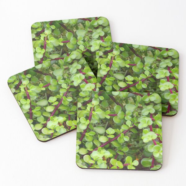 Item preview, Jade - Crassula Ovata  designed and sold by Anthony's  images.