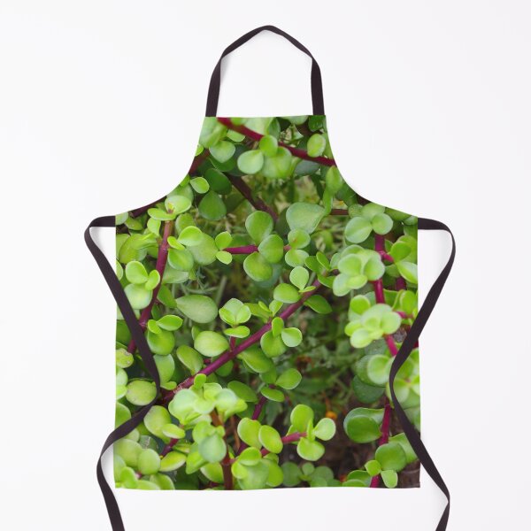 Item preview, Jade - Crassula Ovata  designed and sold by Anthony's  images.