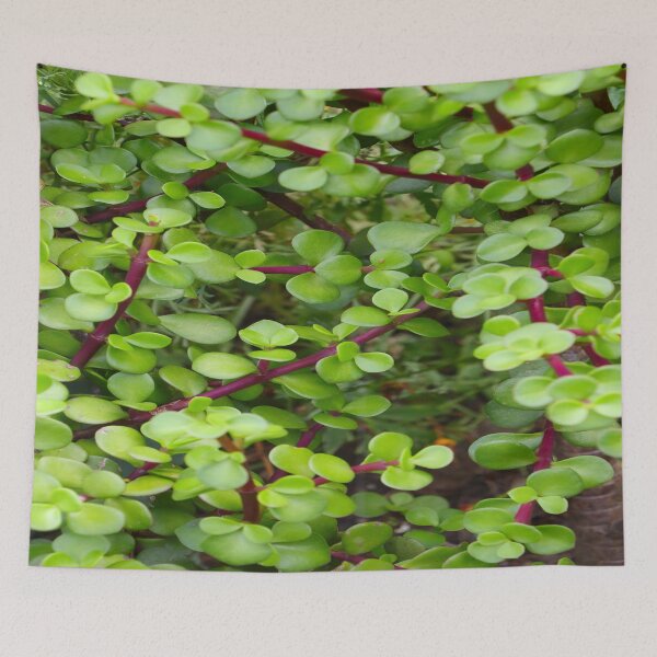Item preview, Jade - Crassula Ovata  designed and sold by Anthony's  images.