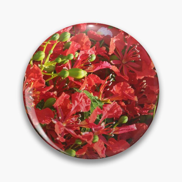 Artikelvorschau, Rote Blumen (Flammenbaum) entworfen und verkauft von Anthony's  images.