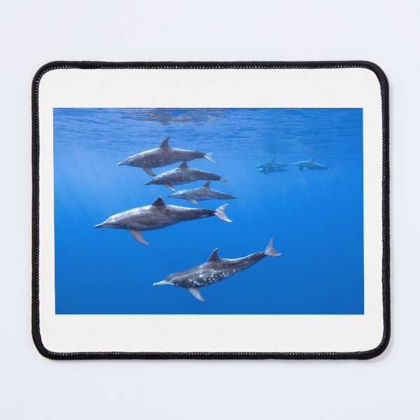 Item preview, Atlantic Spotted Dolphins Pod – Vibrant Underwater Marine Life Photography designed and sold by PygmyTitan Photo.