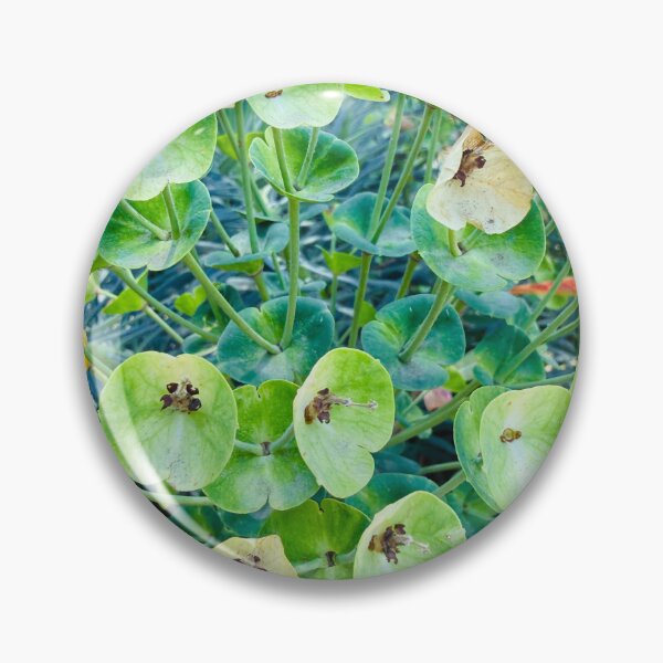 Item preview, Vibrant Green Mediterranean Spurge Blooms designed and sold by BalkanBloom.