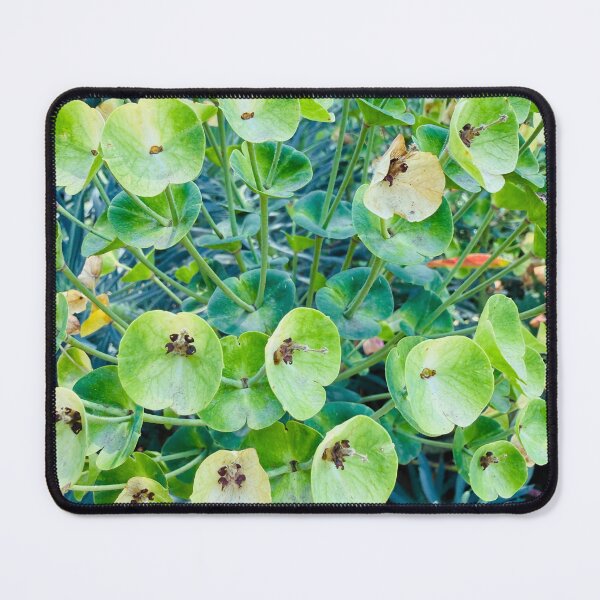 Item preview, Vibrant Green Mediterranean Spurge Blooms designed and sold by BalkanBloom.
