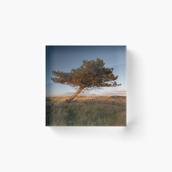 Item preview, the leaning tree designed and sold by codaimages.