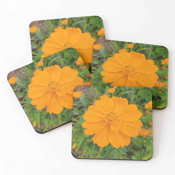 Item preview, Cosmos flower designed and sold by Anthony's  images.