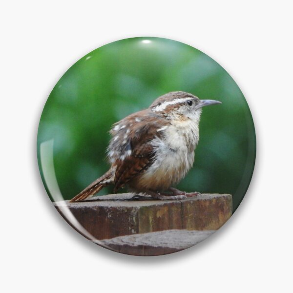 Item preview, Juvenile Carolina Wren designed and sold by gistinker.