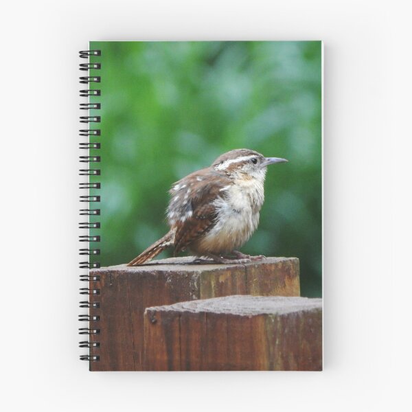 Item preview, Juvenile Carolina Wren designed and sold by gistinker.