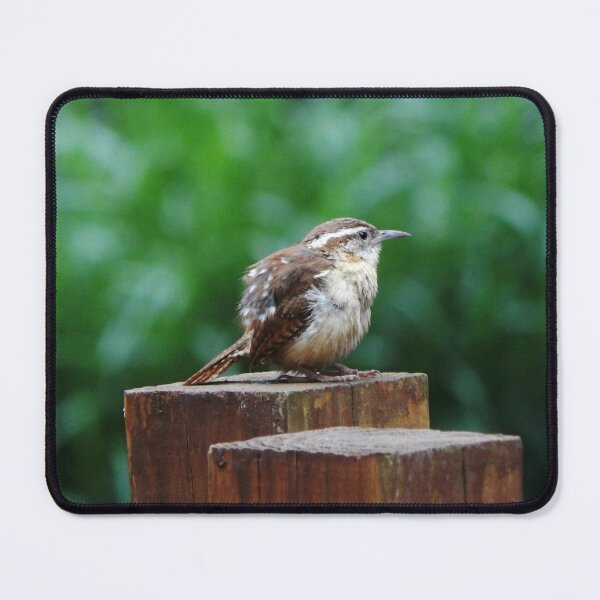 Item preview, Juvenile Carolina Wren designed and sold by gistinker.
