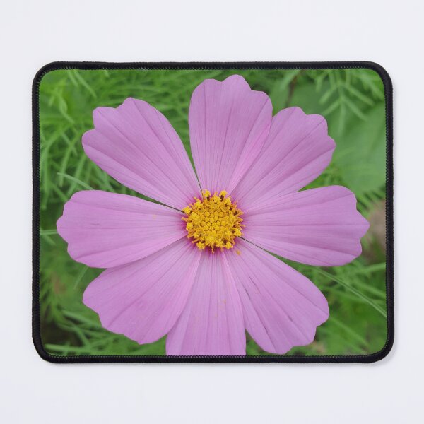 Item preview, flower (cosmos) designed and sold by Anthony's images.