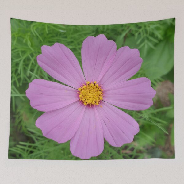 Item preview, flower (cosmos)  designed and sold by Anthony's  images.