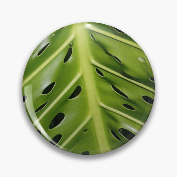 Aperçu de l'œuvre Feuille de plante (Philodendron) créée et vendue par Anthony's  images.