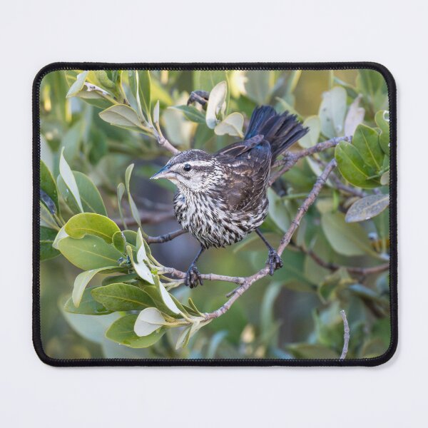 Item preview, Female Red-winged Blackbird Among Coastal Greenery designed and sold by Debra Martz.