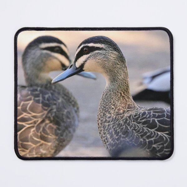 Item preview, Pacific Black Ducks  designed and sold by Anthony's  images.