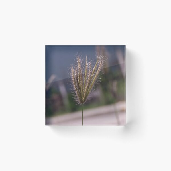 Item preview, Swollen Windmill Grass designed and sold by ROSE ANN BANILAR.